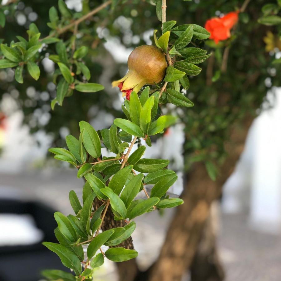 Il Melograno Chic&Nature Pompei Dış mekan fotoğraf